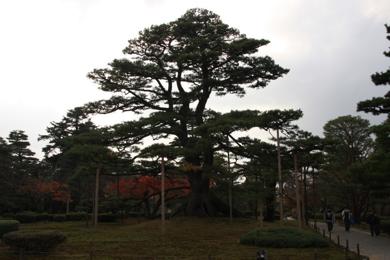 家づくり成功へのみちしるべ、太田のブログ-兼六園　根上松